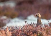 Birkhahnbalz - Black Grouse Courtship
